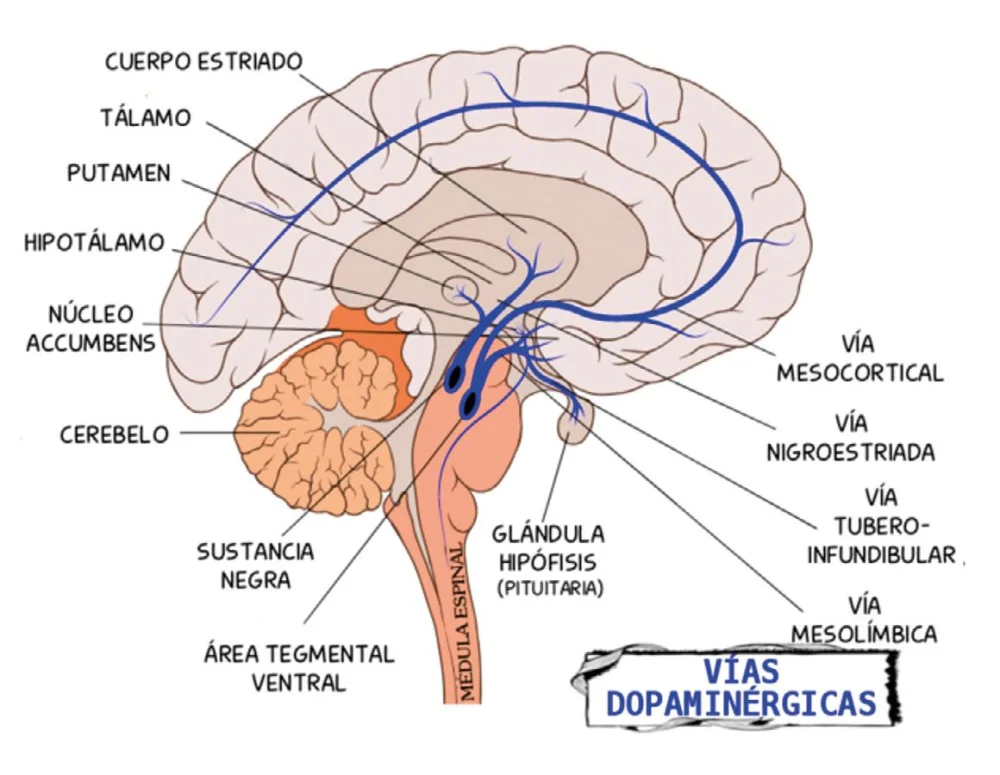 Magia de la Cisura de Silvio: Cerebro Revelado