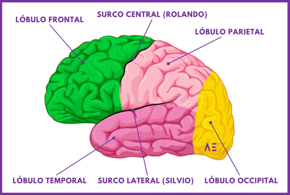 Profundizando en las Cisuras del Cerebro