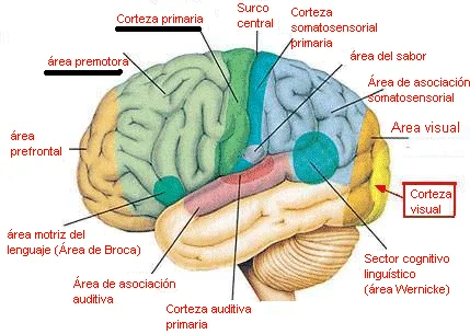 Sumérgete en el mundo de la heminegligencia