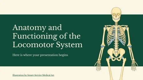 Funcionamiento y secretos del sistema locomotor humano
