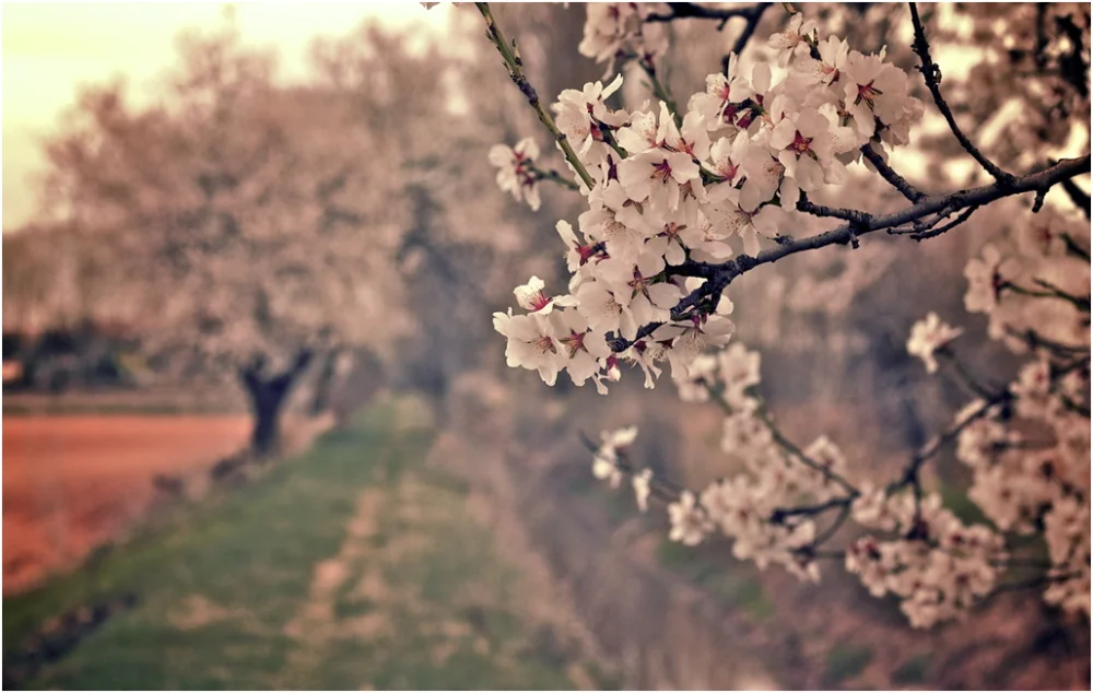 Impacto psicológico de la primavera en nuestras emociones