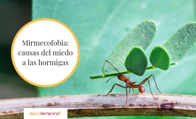 Miedo a las hormigas: causas y cómo superarlo