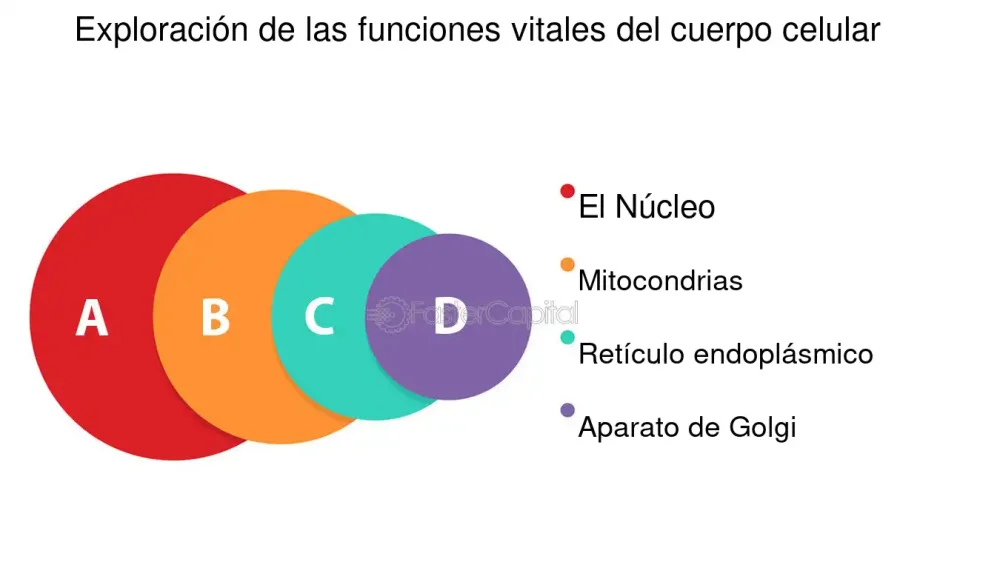Misterios del Aparato de Golgi: Función y Estructura Claves