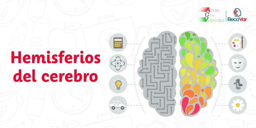 Surgimiento de dos consciencias al dividir el cerebro