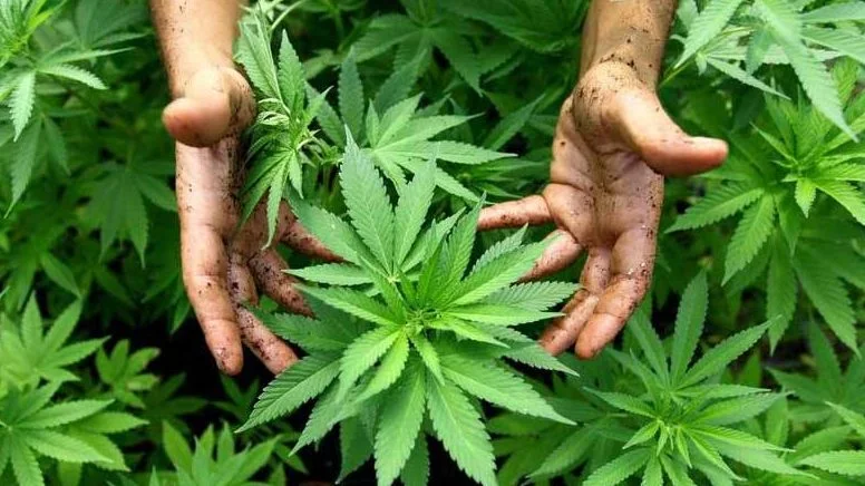 Beneficios de la marihuana para el síndrome de Tourette