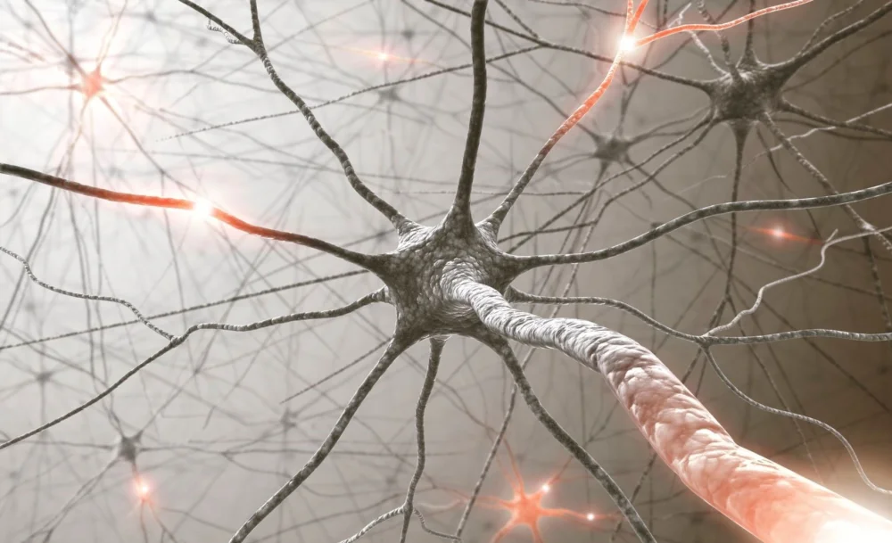 Duración de vida de una neurona: ¿Cuánto tiempo vive?