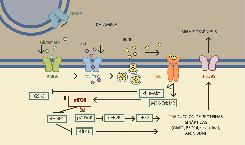Ketamina: Mecanismo de Acción y Sus Impactos Cerebrales
