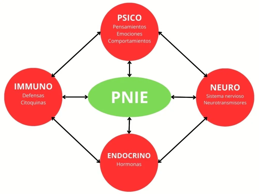 La conexión mente-cuerpo: Psiconeuroendocrinoinmunología en la salud integral