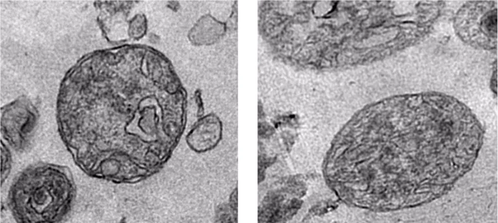 Secretos de las mitocondrias: su poder oculto revelado