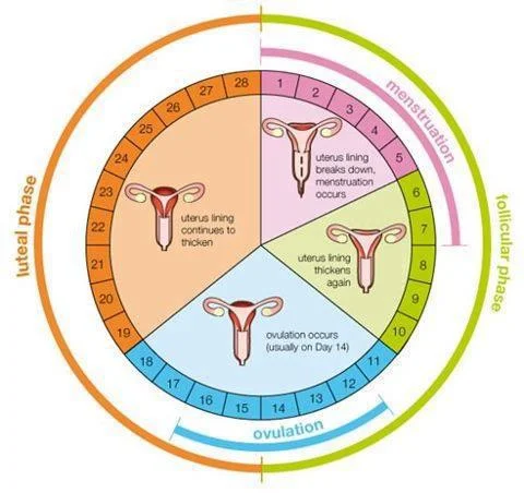 Secretos para Comprender Tu Ciclo Menstrual