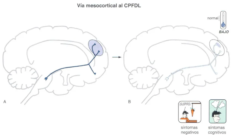 Conoce la vía mesocortical y su función clave