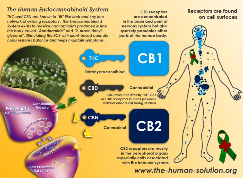 Impacto de la marihuana en el cuerpo humano