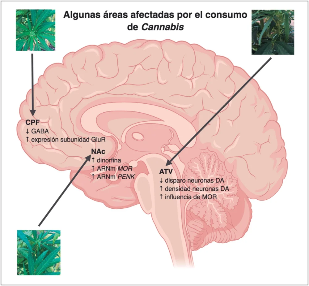 Impacto de la marihuana en el sistema nervioso