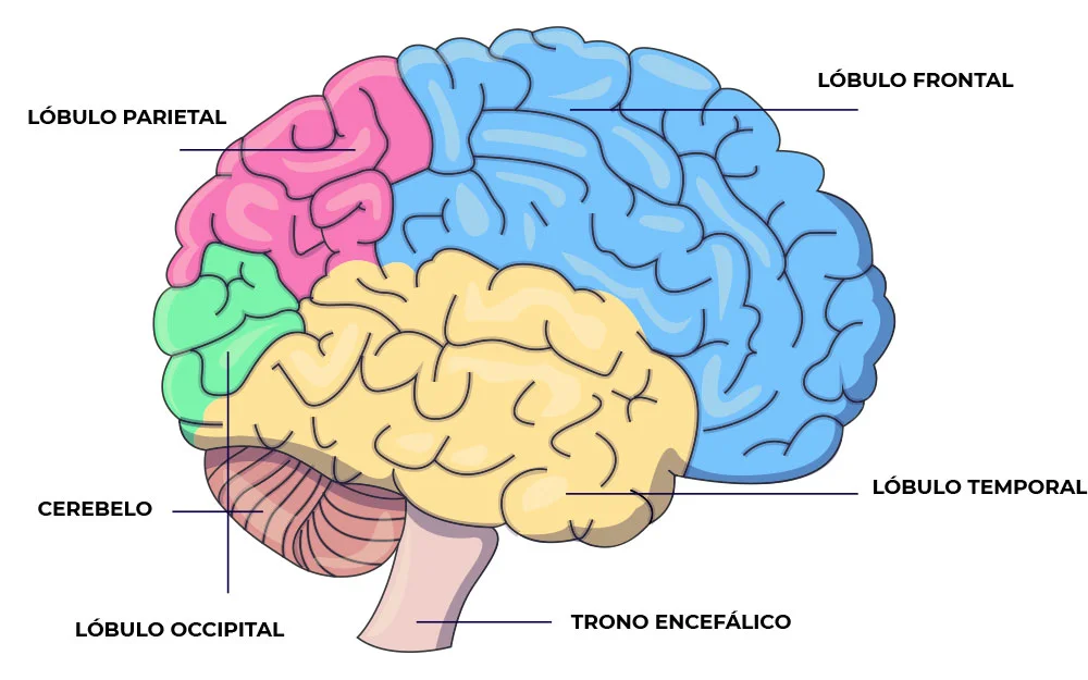 Impacto del alcohol en el desarrollo del lóbulo frontal