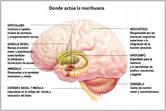 Impacto inmediato de la marihuana en el cerebro