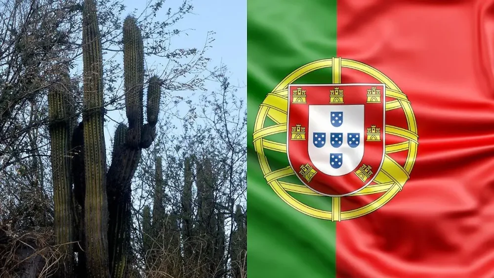 Principales Apellidos en Portugal: Una Mirada Completa