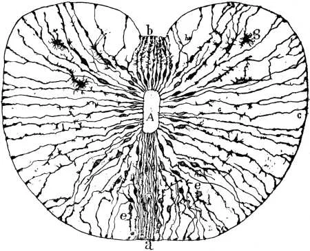 Secretos detrás de los cuerpos de Nissl revelados