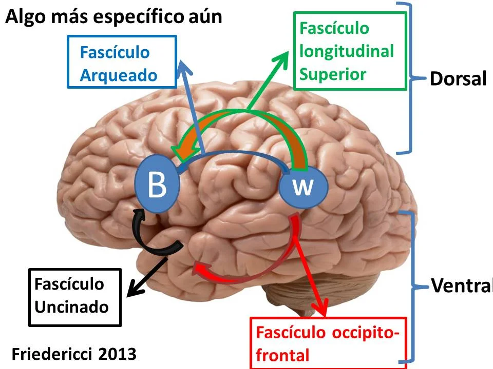 Conoce en profundidad el fascículo uncinado