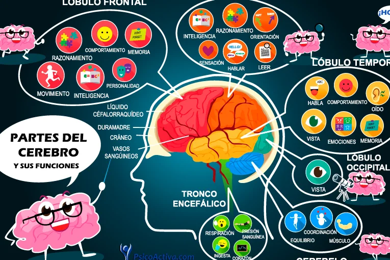 El procesamiento cerebral de la información
