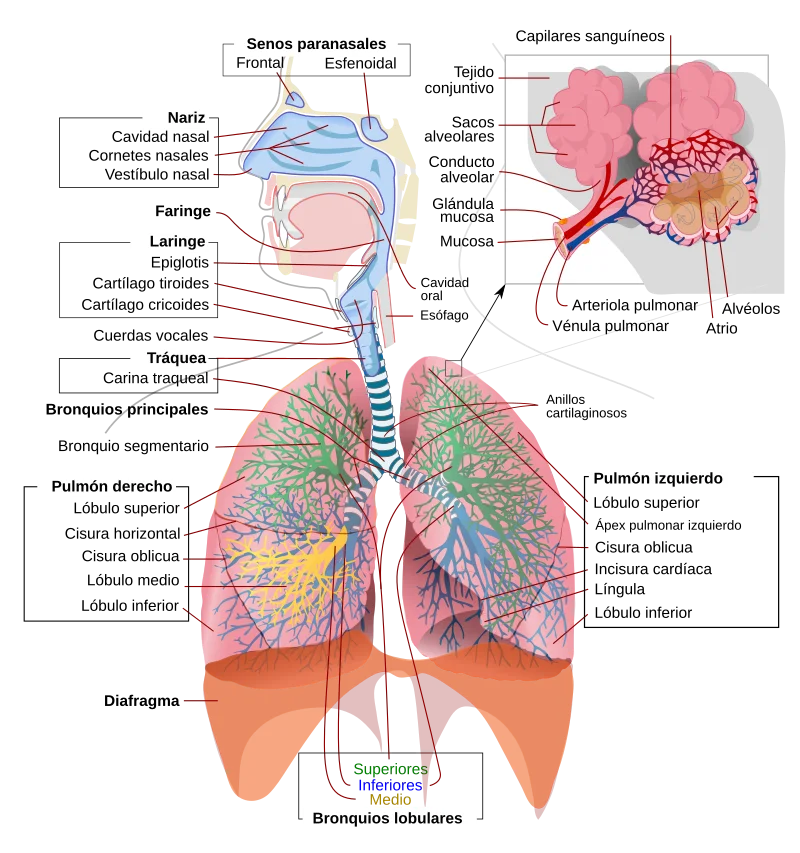 Etapas esenciales del proceso respiratorio