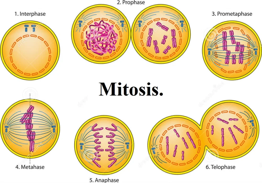 Etapas fundamentales del proceso de mitosis