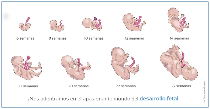 Etapas del Desarrollo Dentro del Útero