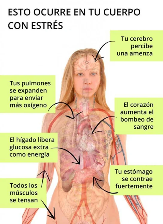 Reacciones del cuerpo ante el estrés