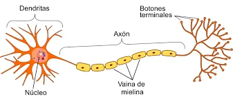 Conoce la leucodistrofia metacromática: Causas y Tratamientos
