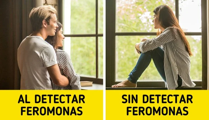 El fascinante impacto de las feromonas en nuestros sentidos