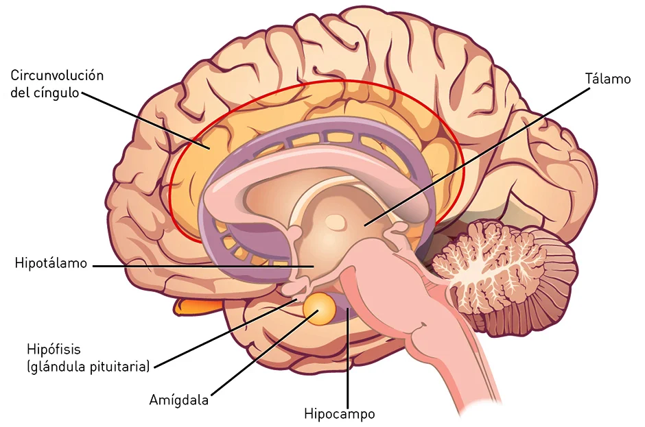 Impacto de la testosterona en el cerebro humano