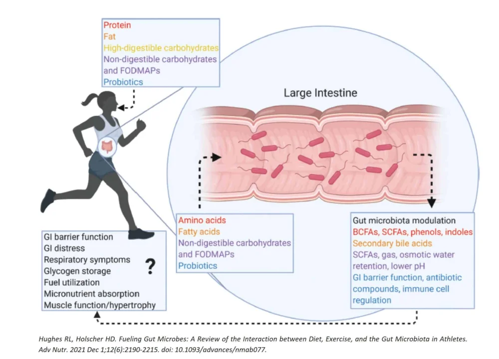 Impacto del Eje Intestino-Cerebro en el Rendimiento Deportivo