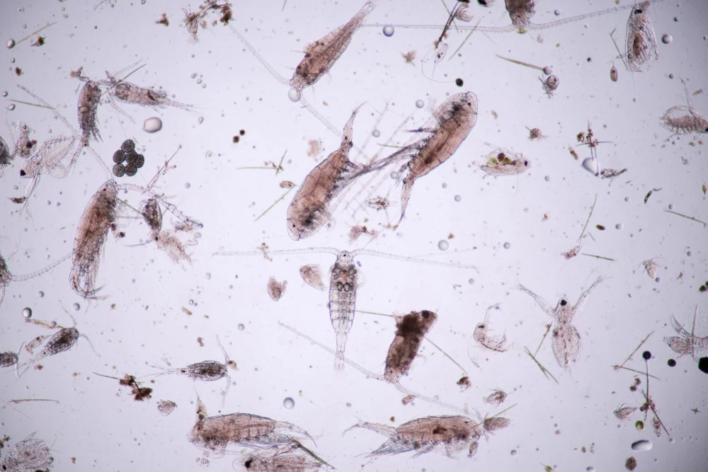 Muestras de Fauna Microscópica