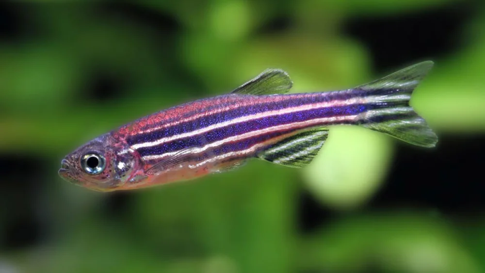 Peces: Clave en el estudio de trastornos mentales