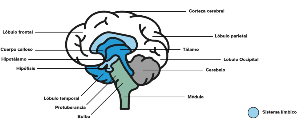 Cambios Emocionales en la Bipolaridad: Regiones Cerebrales Involucradas