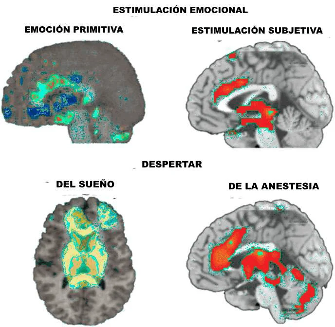 Conexión entre filogenia y ontogenia: Un enfoque evolutivo