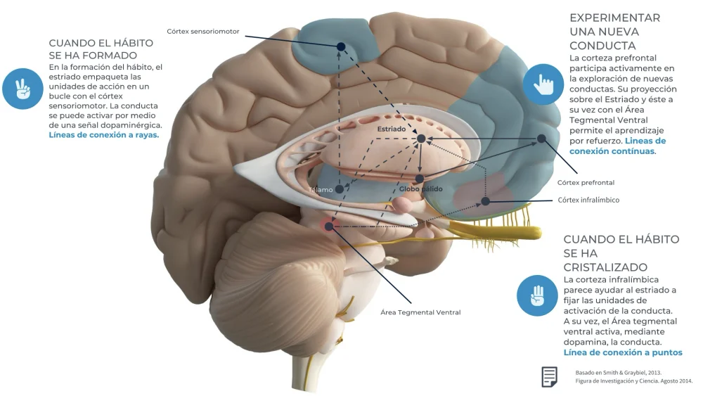 Misterios del Área Tegmental Ventral