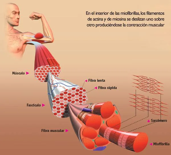 Potencia y fortalece tu fibra muscular hoy mismo