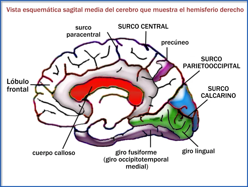 Zonas cerebrales responsables del lenguaje