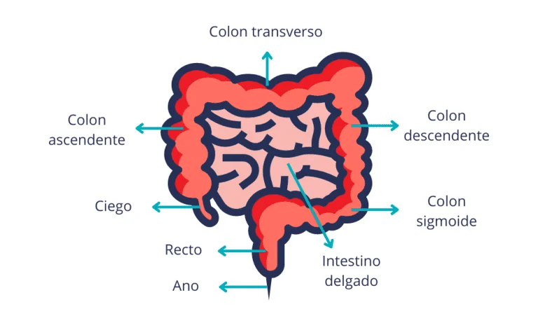 Beneficios y Proceso de la Colonoscopia Explicados