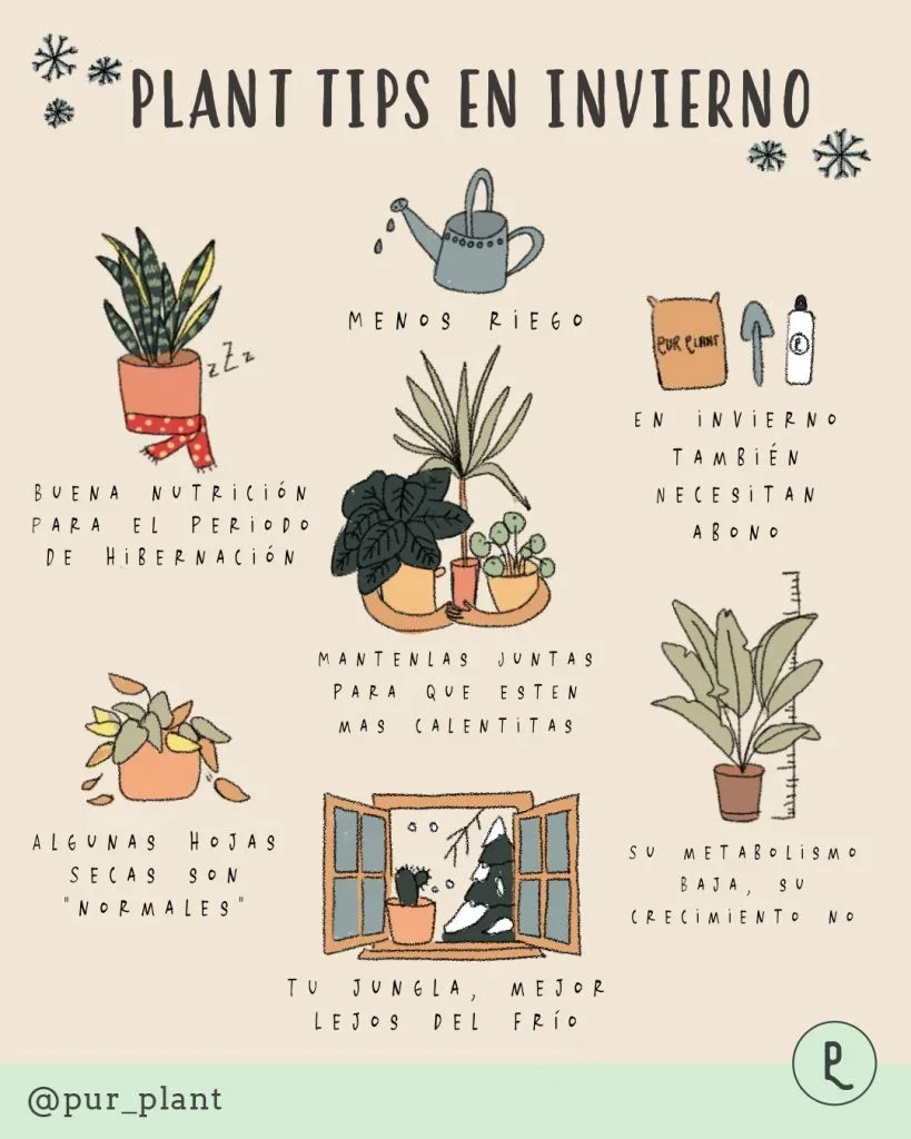 Guía Completa para Cuidar Plantas de Interior