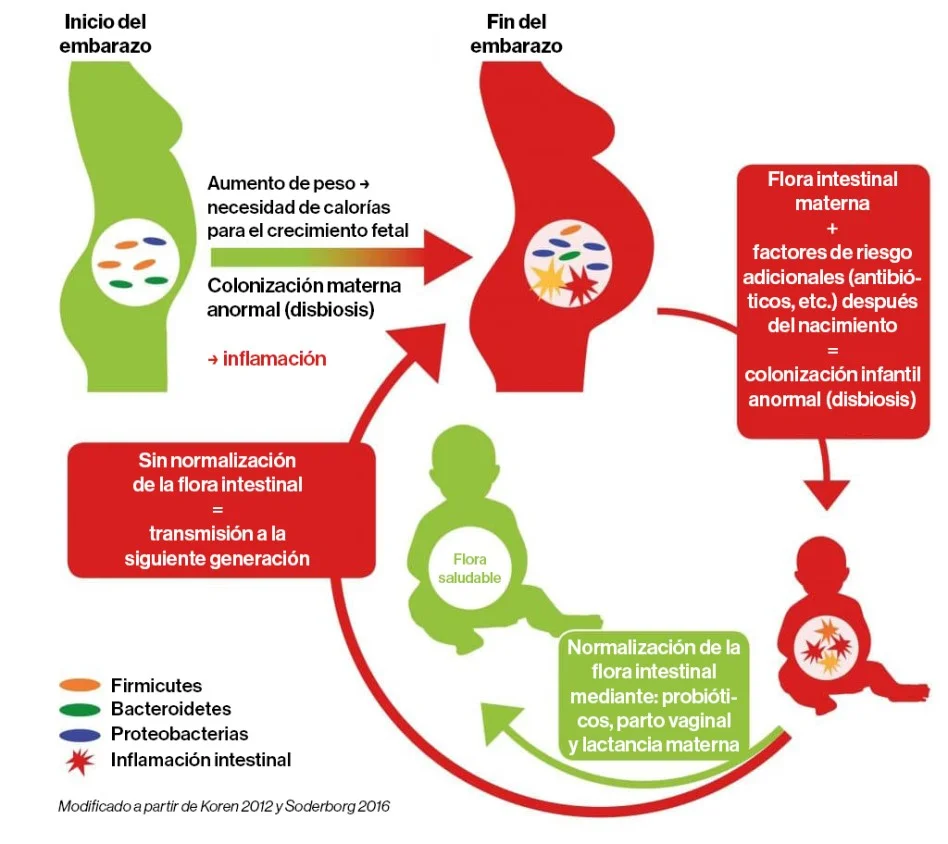 Influencia de la flora intestinal materna en el desarrollo fetal