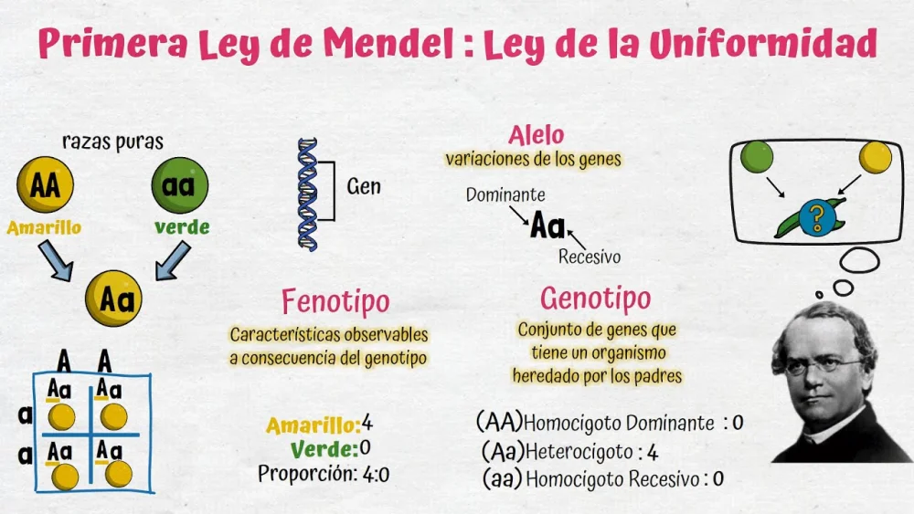 Misterios de la herencia: Las leyes de Mendel