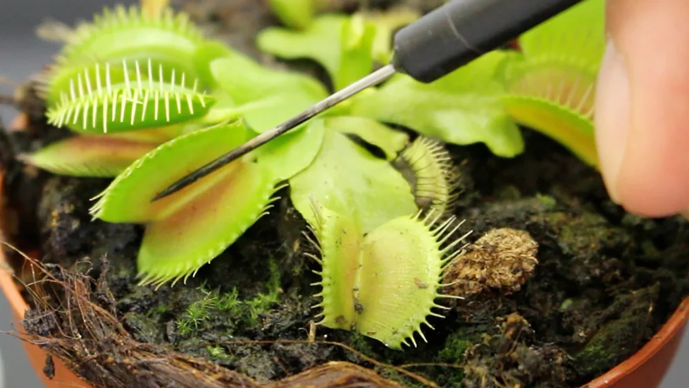 Plantas que Perciben su Entorno Visualmente