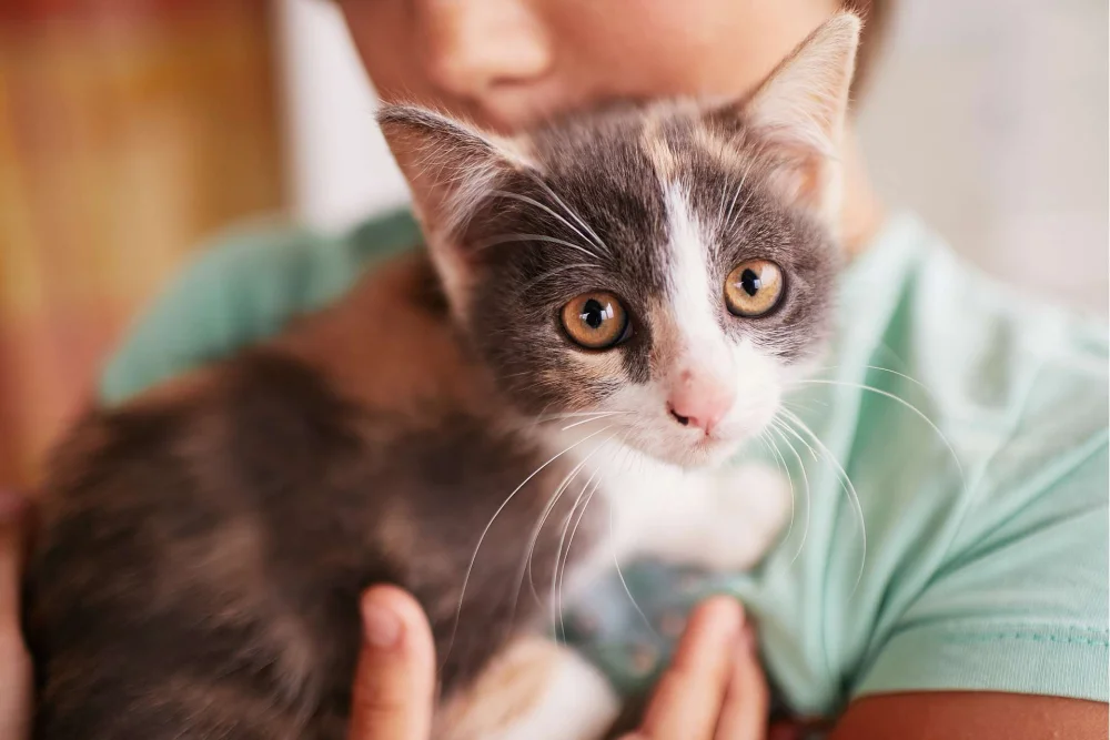 Beneficios de la Terapia con Gatos: Relajación y Bienestar