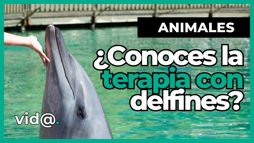 Beneficios y secretos de la terapia con delfines