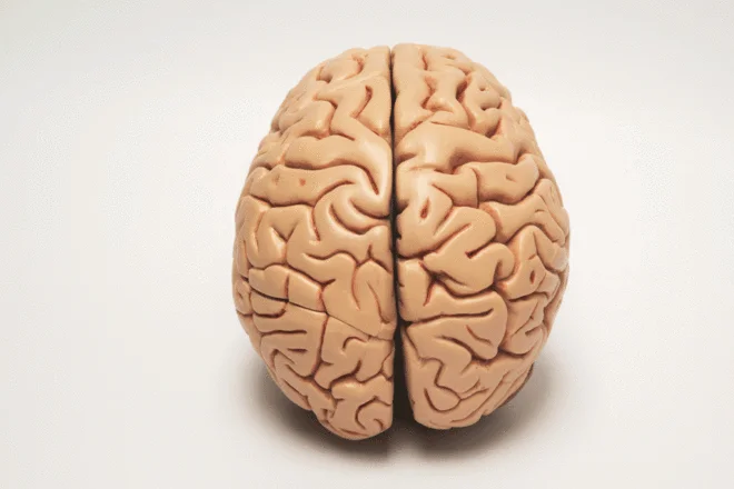 Creación de cerebros conscientes en laboratorio: un avance innovador