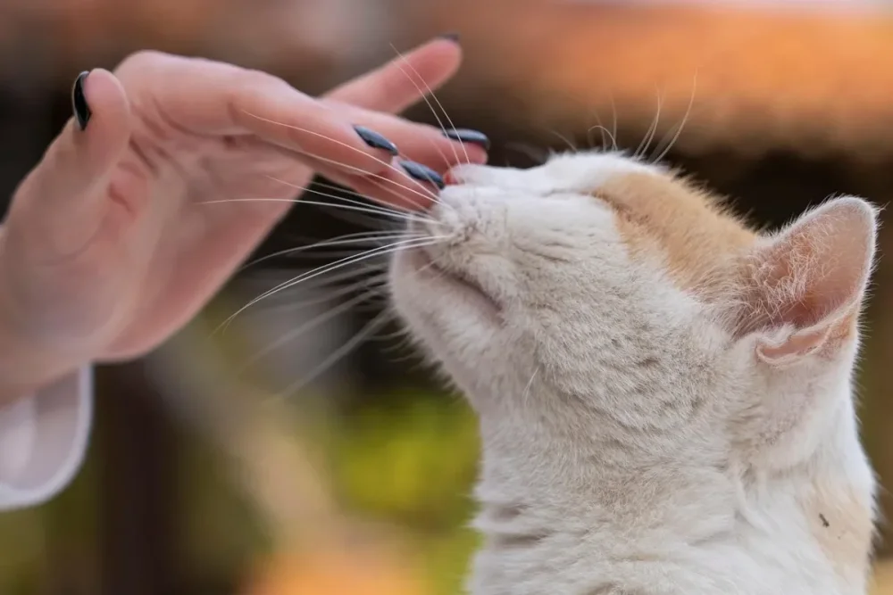 Estudio revela cómo los gatos influyen en sus dueños