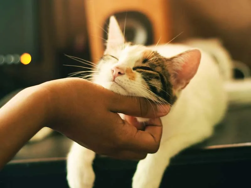 La conexión especial entre gatos y humanos