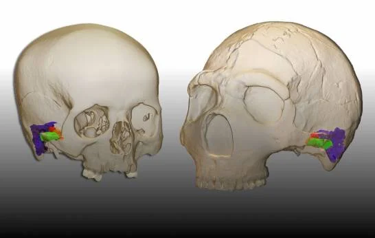 ¿Los neandertales tenían la capacidad del habla?