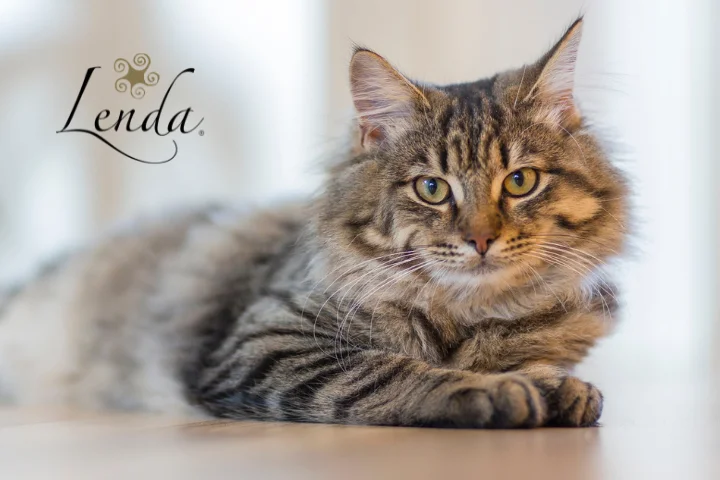 Supera el miedo a los gatos: Ailurofobia